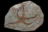 Wide, Ordovician Aged, Fossil Brittle Star - Morocco #170630-1